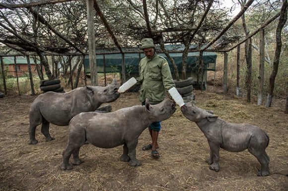 Ami-Vitale_06 - Los rinocerontes ahora necesitan escoltas