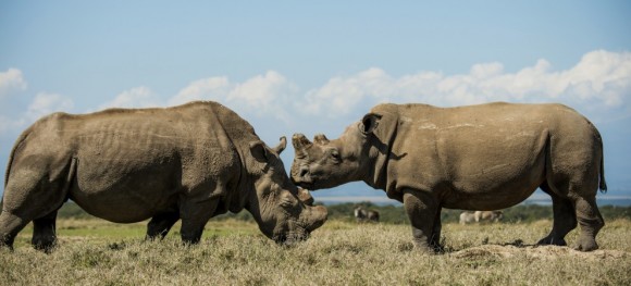 KEN_9792-990x450 - Los rinocerontes ahora necesitan escoltas