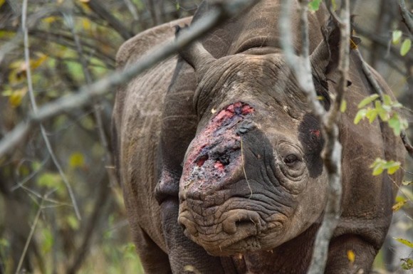 rinocerontes01_670x445 - Los rinocerontes ahora necesitan escoltas