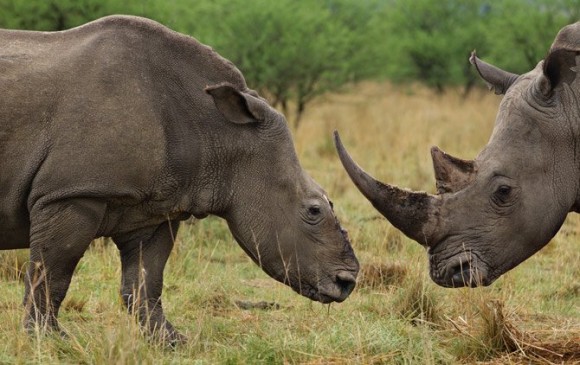 rinocerontes11_670x422 - Los rinocerontes ahora necesitan escoltas