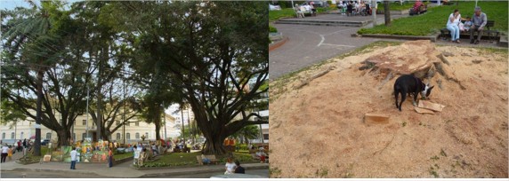 Parque El Peñón de Cali antes y después de talar todos sus árboles. - ¿En qué se parecen un negro, un chigüiro y un árbol?