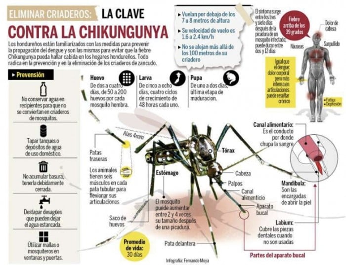 chinkungunya - Todo sobre el chikungunya