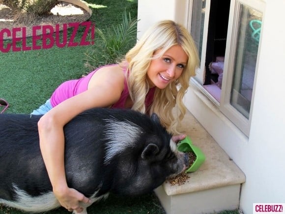 cerditos-paris - Mini cerdos: de las marraneras a las carteras de las celebridades