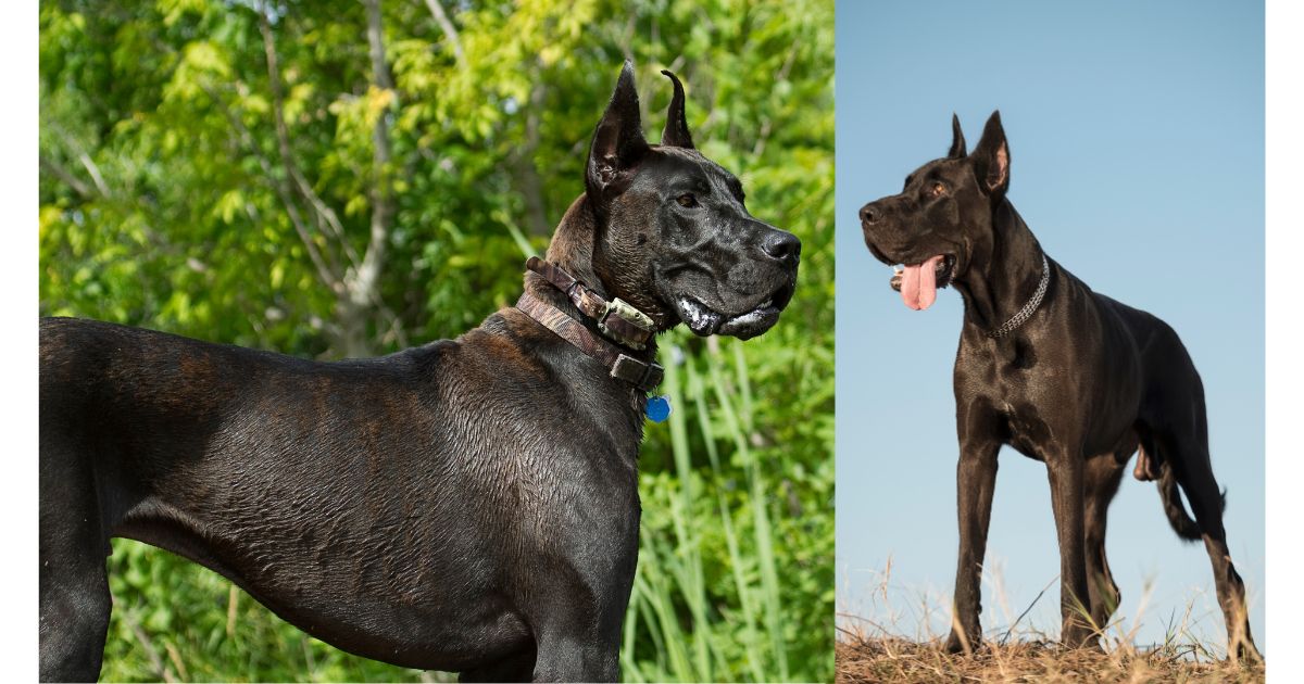 Perros Guardianes Estas Son Las Razas Que Protegen A Su Familia