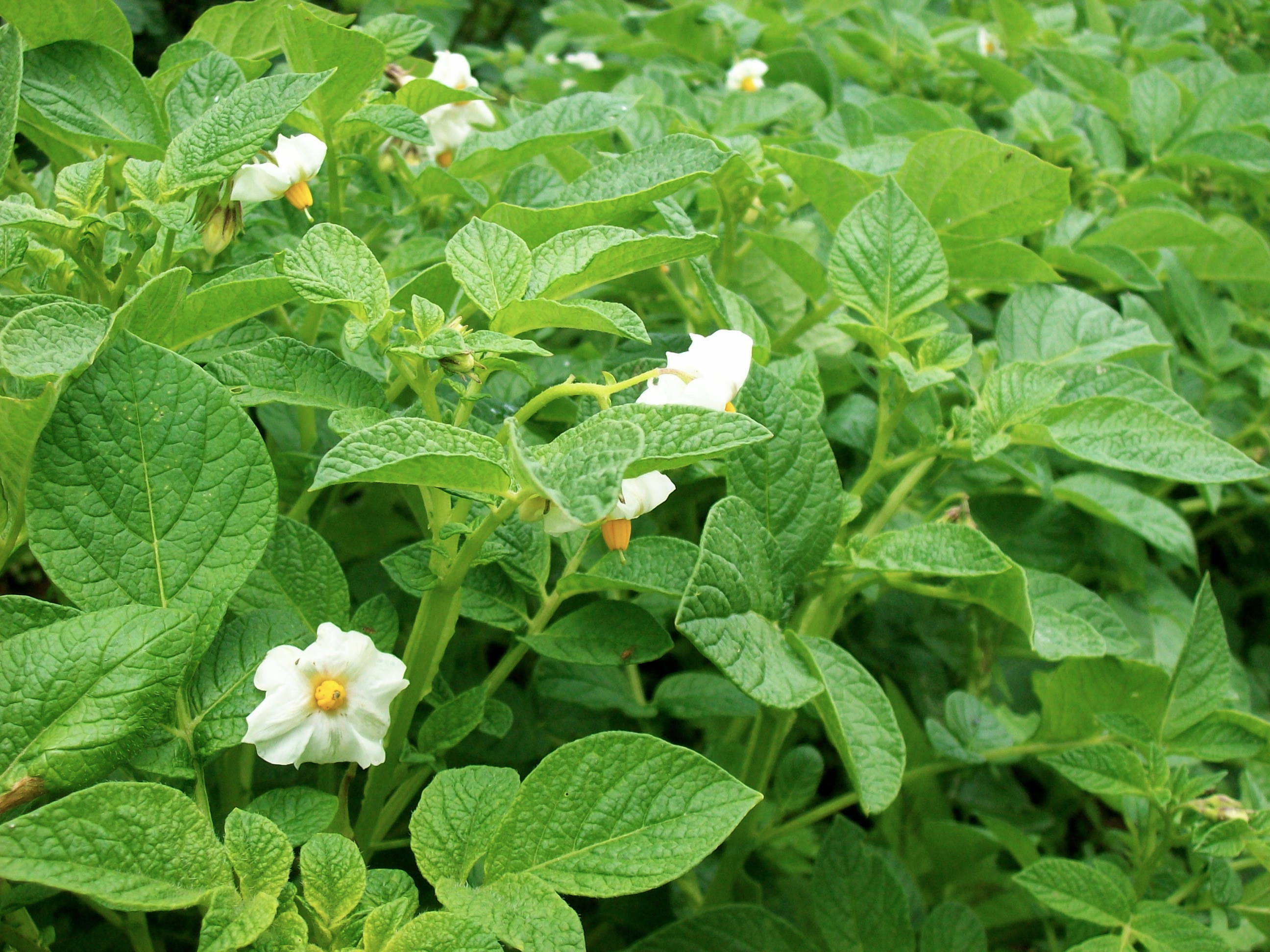 Flor de papa - Las2orillas