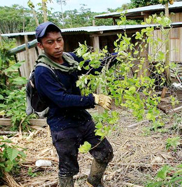 Campesinos del Catatumbo ganan pulso en la erradicación de coca