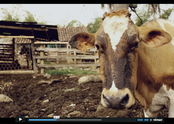 Entre mejor sea la música más leche da la vaca. Video