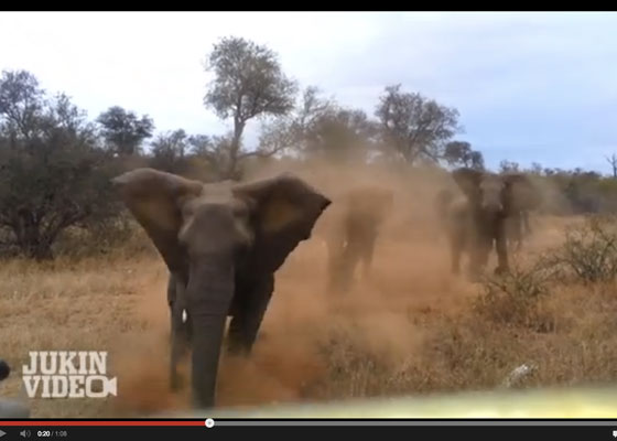 Así embistió este elefante a un carro en un safari
