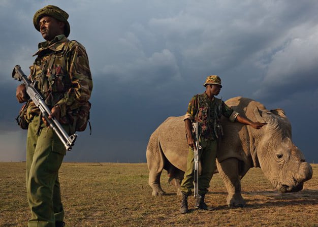 Los rinocerontes ahora necesitan escoltas