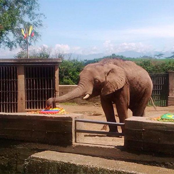 Zimbabwe, el elefante que remplazó al pulpo Paul, vaticina triunfo de Colombia ante Brasil