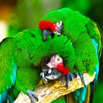  - Colombia, el paraíso de las aves