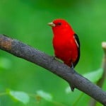  - Colombia, el paraíso de las aves