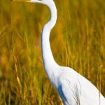  - Colombia, el paraíso de las aves