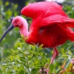  - Colombia, el paraíso de las aves