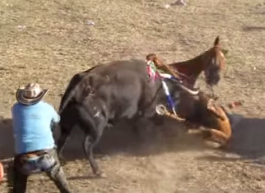 Otro acto de barbarie: descuartizan caballo en Sucre   