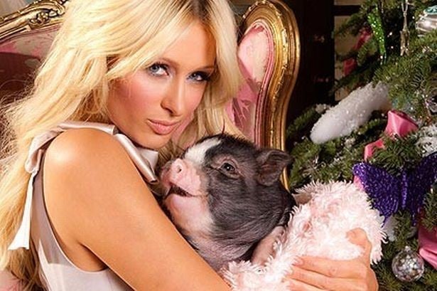 Mini cerdos: de las marraneras a las carteras de las celebridades
