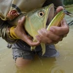  - Hallan descendientes del dragón en el Amazonas colombiano