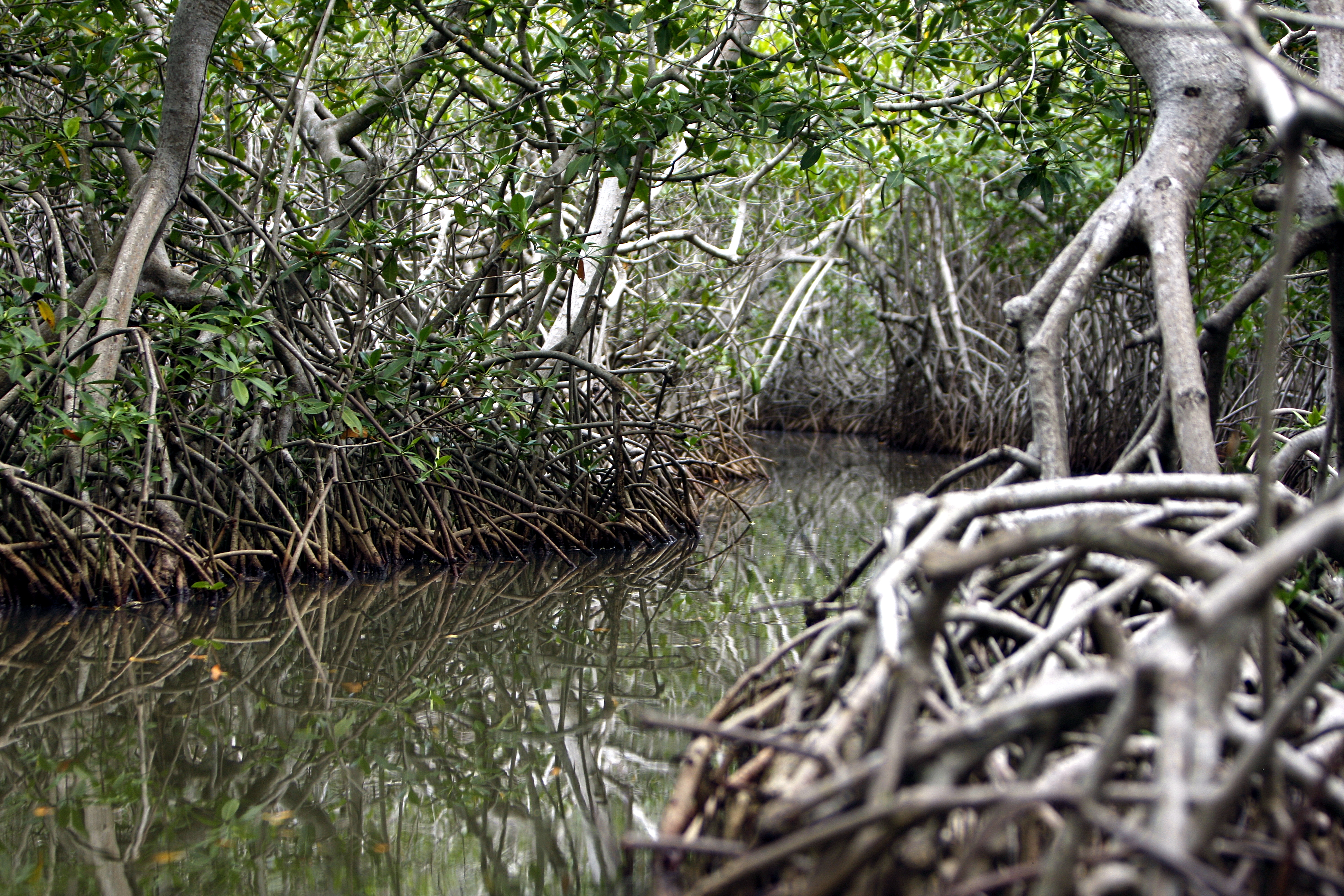 El verdadero espíritu del manglar vive en Fredonia