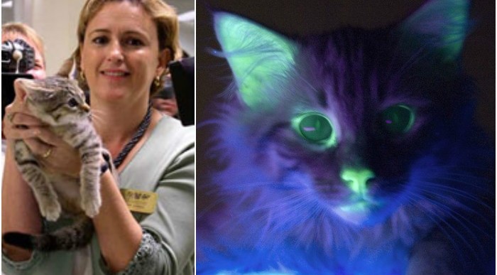  - Mr Green, el gato fluorescente que vive en Bogotá