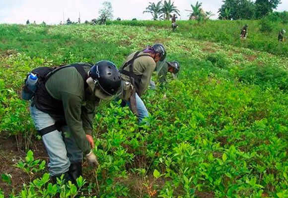 En video: Por qué sembrar coca es un buen negocio para un campesino