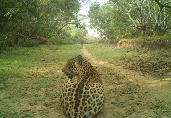 Hato La Aurora y su convivencia con el jaguar