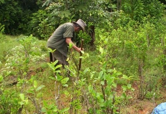 Declaración de cultivadores y trabajadores de coca, marihuana y amapola