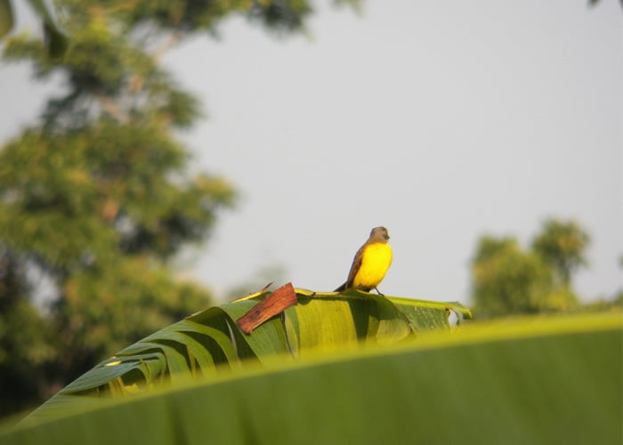 Las aves del Amazonas: un espectáculo en vía de extinción