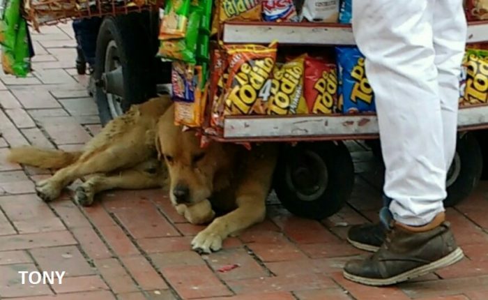  - La vida de los perros callejeros del Portal de Suba