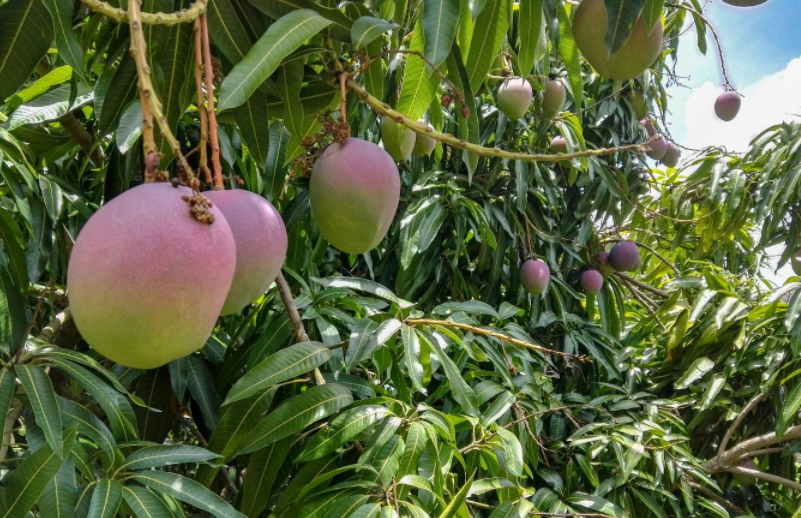  - Carbonero, un pequeño paraíso escondido en el Cauca