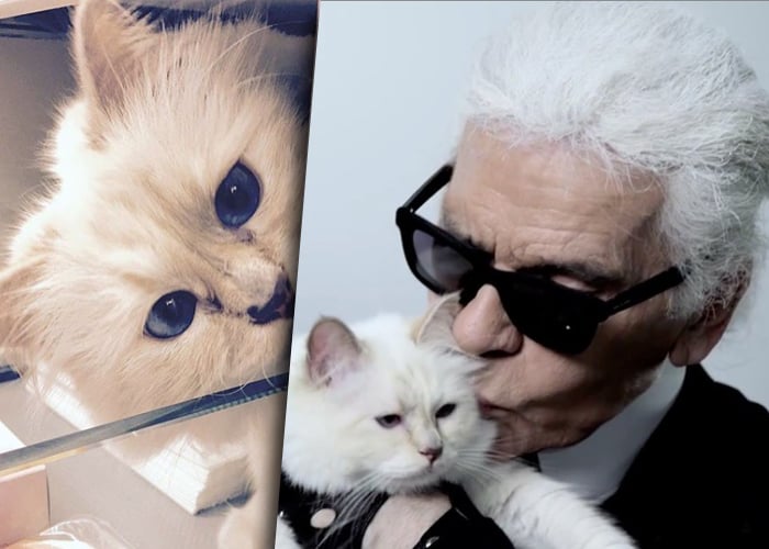 Choupette, la heredera felina de Karl Lagerfeld