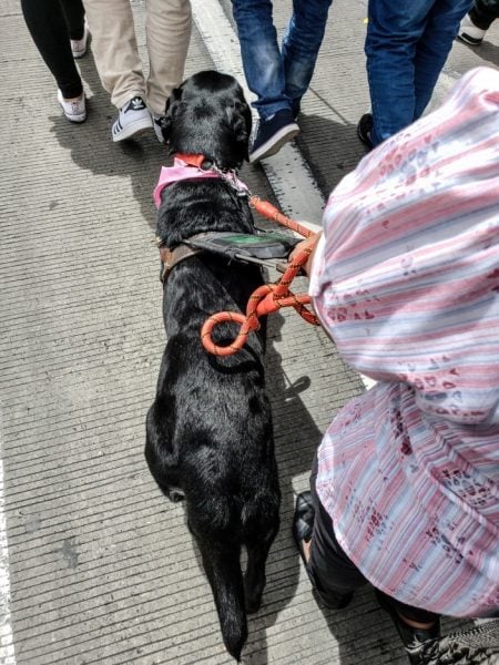  - La marcha de los ciegos y sus perros guía en Bogotá