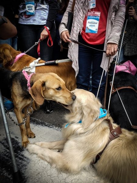  - La marcha de los ciegos y sus perros guía en Bogotá