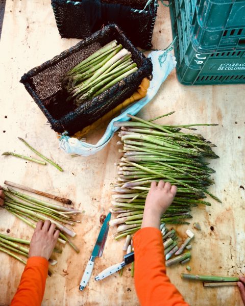  - Cambió una vida en Europa por cultivar espárragos en Caldas - Página 3 - Cambió una vida en Europa por cultivar espárragos en Caldas - Página 3