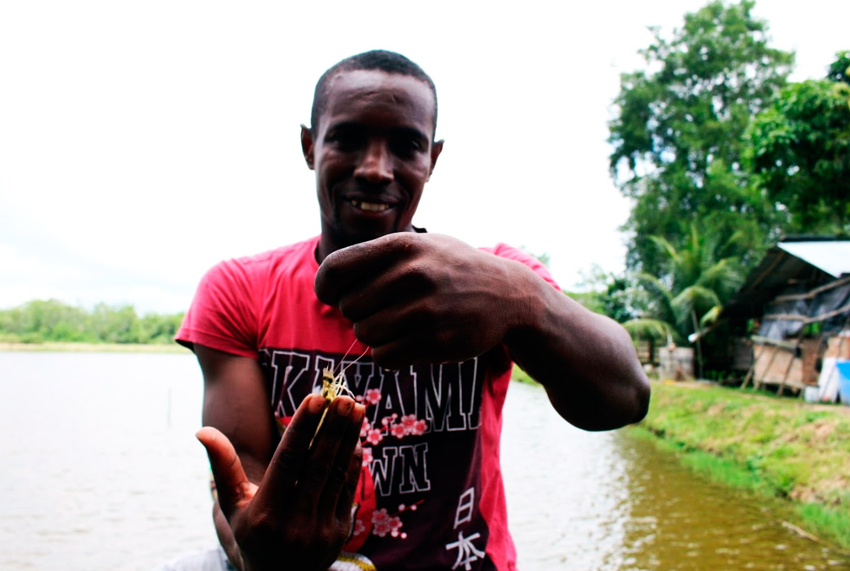  - En Tumaco, los camarones le están ganando la batalla a la coca - En Tumaco, los camarones le están ganando la batalla a la coca