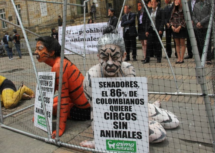 Andrea Padilla se instaló al frente de la Plaza de toros para protestar también contra los circos con animales vivos. Foto: Facebook Andrea Padilla - La aguerrida ambientalista que quiere frenar la exportación de ganado en pie