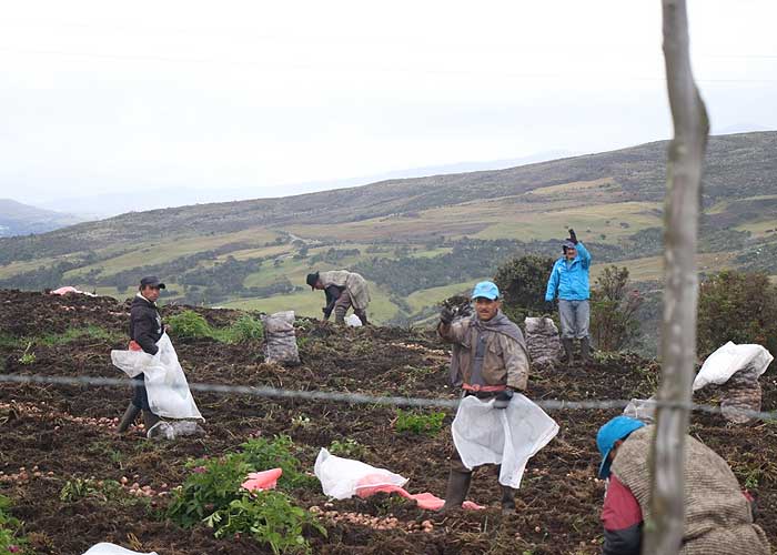 El campesinado del Sumapaz tiene una organización fuerte, desde donde mantienen proyectos comunitarios de defensa y cuidado del territorio.Foto: María Fernanda Padilla Quevedo - El ultimátum con el que las Farc entregaron sus fincas en el Sumapaz