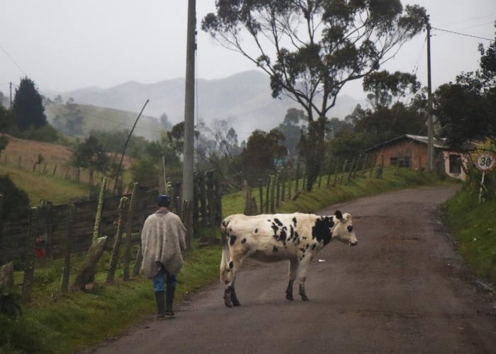 Sumapaz, la localidad 20 de Bogotá, se mantuvo sin ningún contagio durante los cinco meses de aislamiento nacional. Foto: María Fernanda Padilla Quevedo - El ultimátum con el que las Farc entregaron sus fincas en el Sumapaz