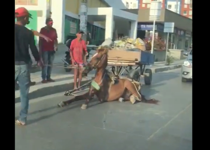 Homens esquartejam cavalo moribundo em tourada na Colômbia - Notícias - R7  Internacional