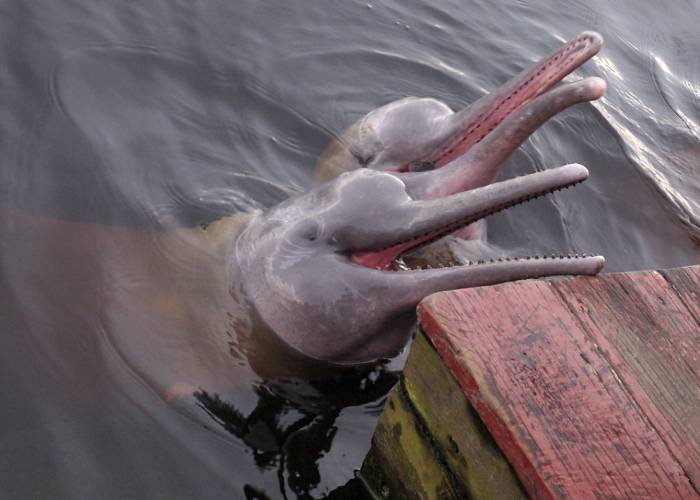 Delfín rosado del Amazonas: asesinado y usado como carnada