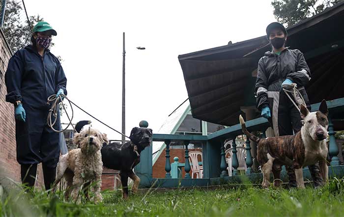 Adopción de animales -  La Perrera de Bogotá, donde electrocutaban mil perros al mes