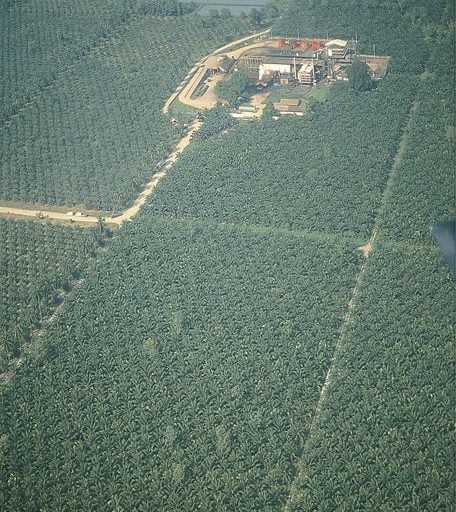  - La mega extractora de aceite de palma que tiene amenazado al río Magdalena