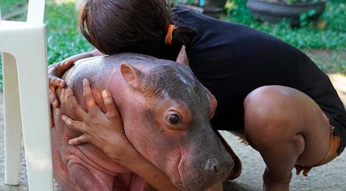  - Los bebés de los hipopótamos de Pablo Escobar vueltos mascotas