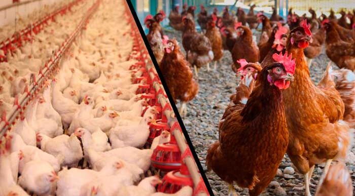  - El precio del pollo y el huevo suben más que el salario mínimo