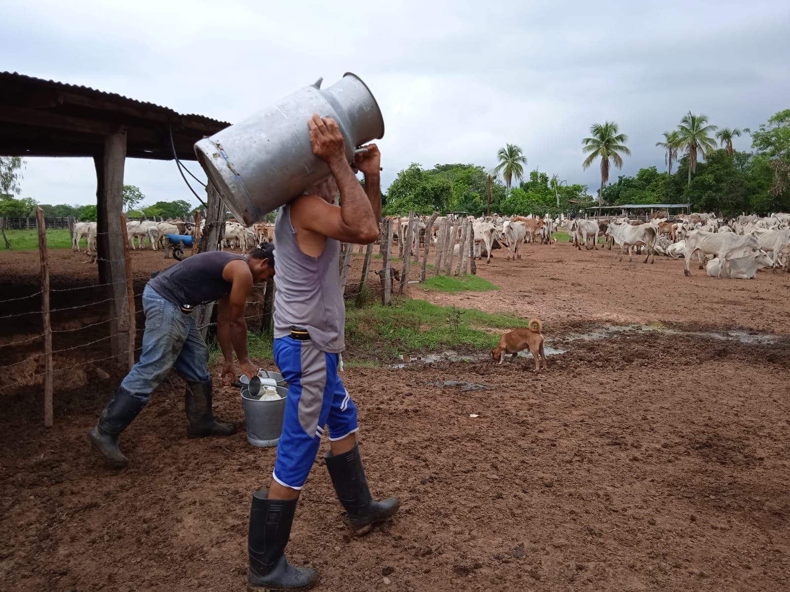  - Lo que más apasiona a un campesino rodeado de ciénaga y ganado