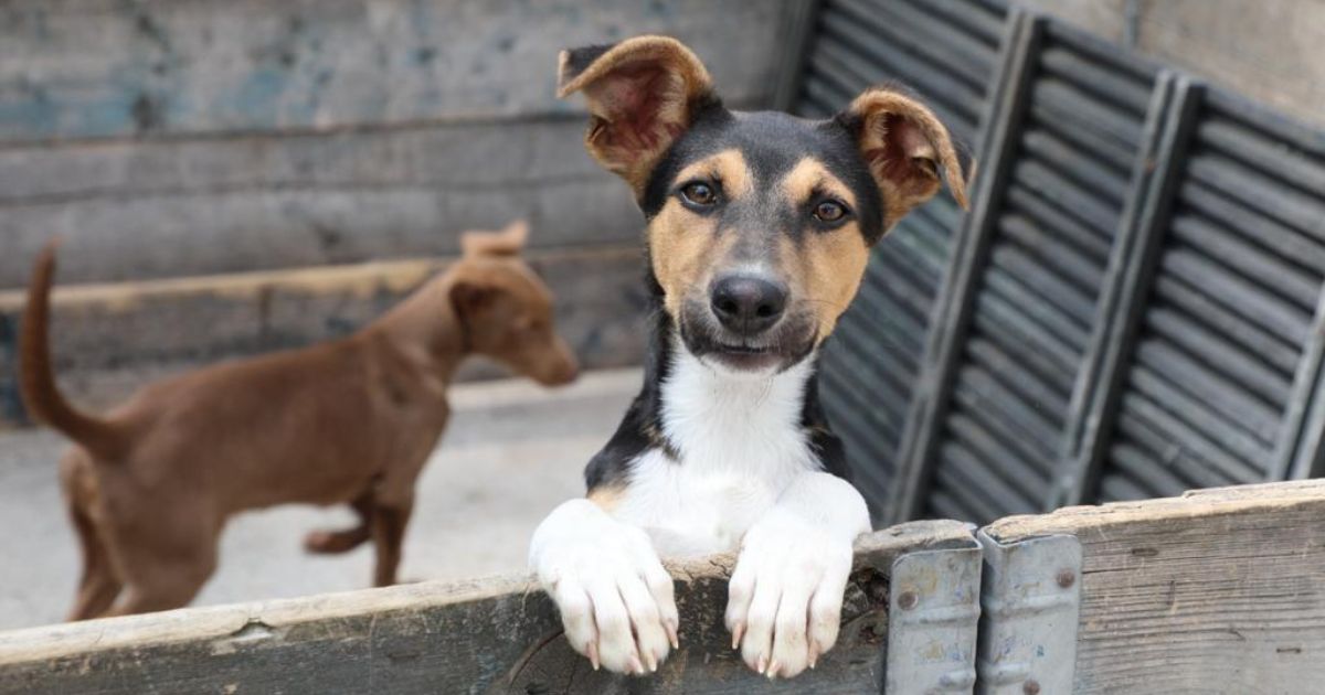 ¿Quiere adoptar una mascota? en Semana Santa es el mejor momento