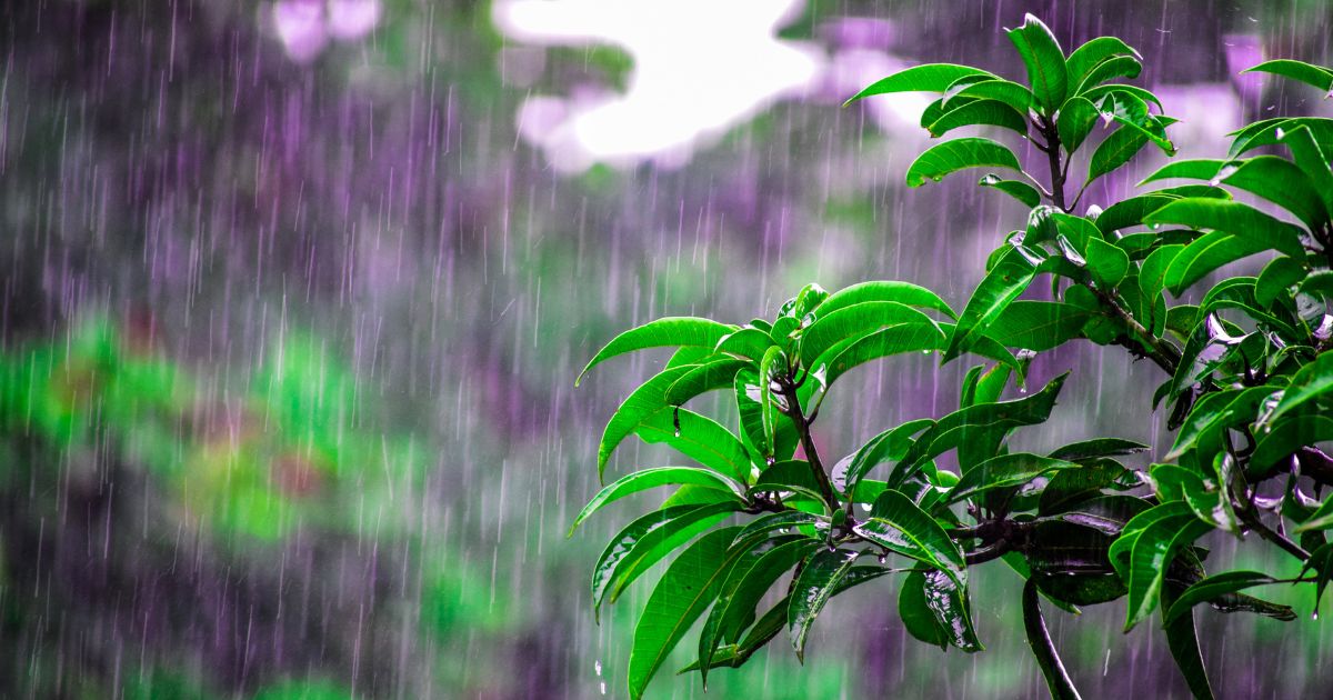 Las rosas de Rebeca en una tarde de lluvia (cuento corto)