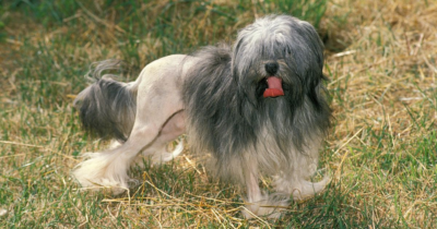  - Las 5 razas de perros más caras, no bajan de 3.000 dolares