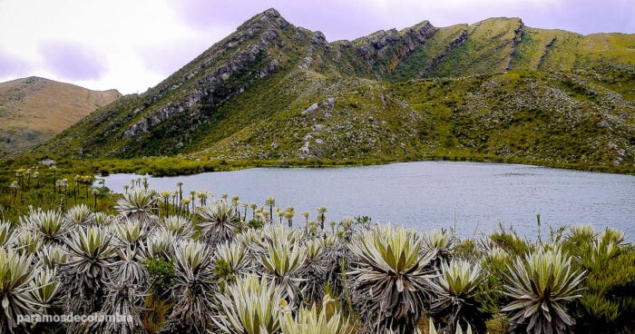 Chingaza - Estos son los mejores lugares para acampar cerca de Bogotá según la Inteligencia Artificial