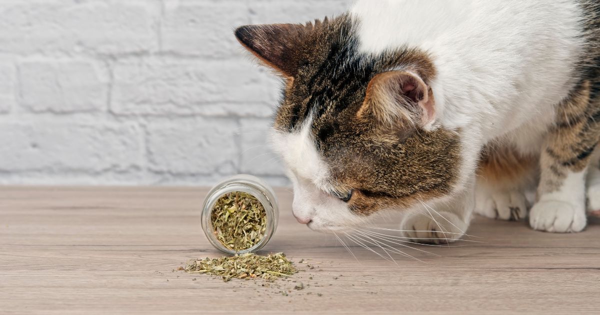 hierba para gatos  - Así puede cultivar la famosa hierba para gatos en su casa y ahorrar dinero