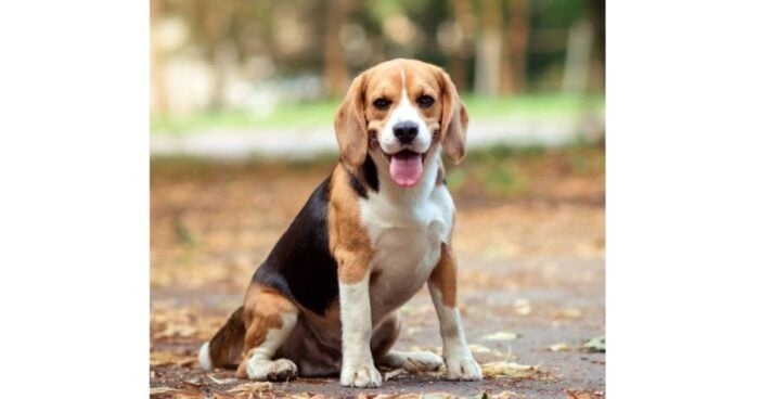 razas de perro - Las tres razas de perro más desobedientes según los expertos; le sacarán canas